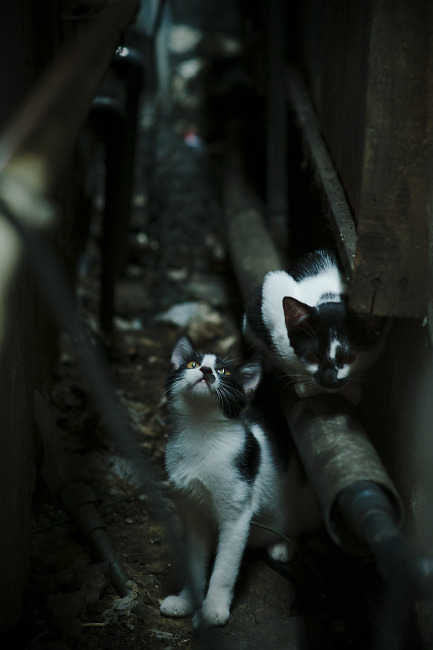 【电子裁判首次应用】全场视频判决带来的公正新纪元，电子裁判的优缺点