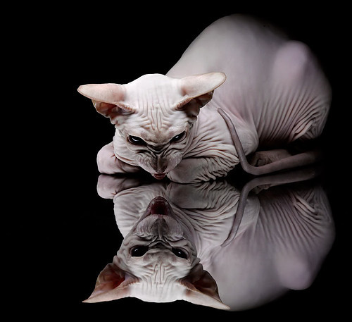 【签名商品抽奖】粉丝参与赢取明星签名球,签名生成器明星