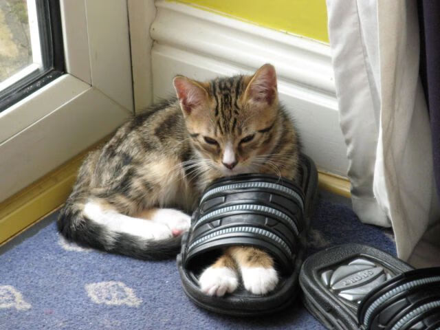 开云APP-伤病追踪：球员康复最新动态解析，球员伤病查询