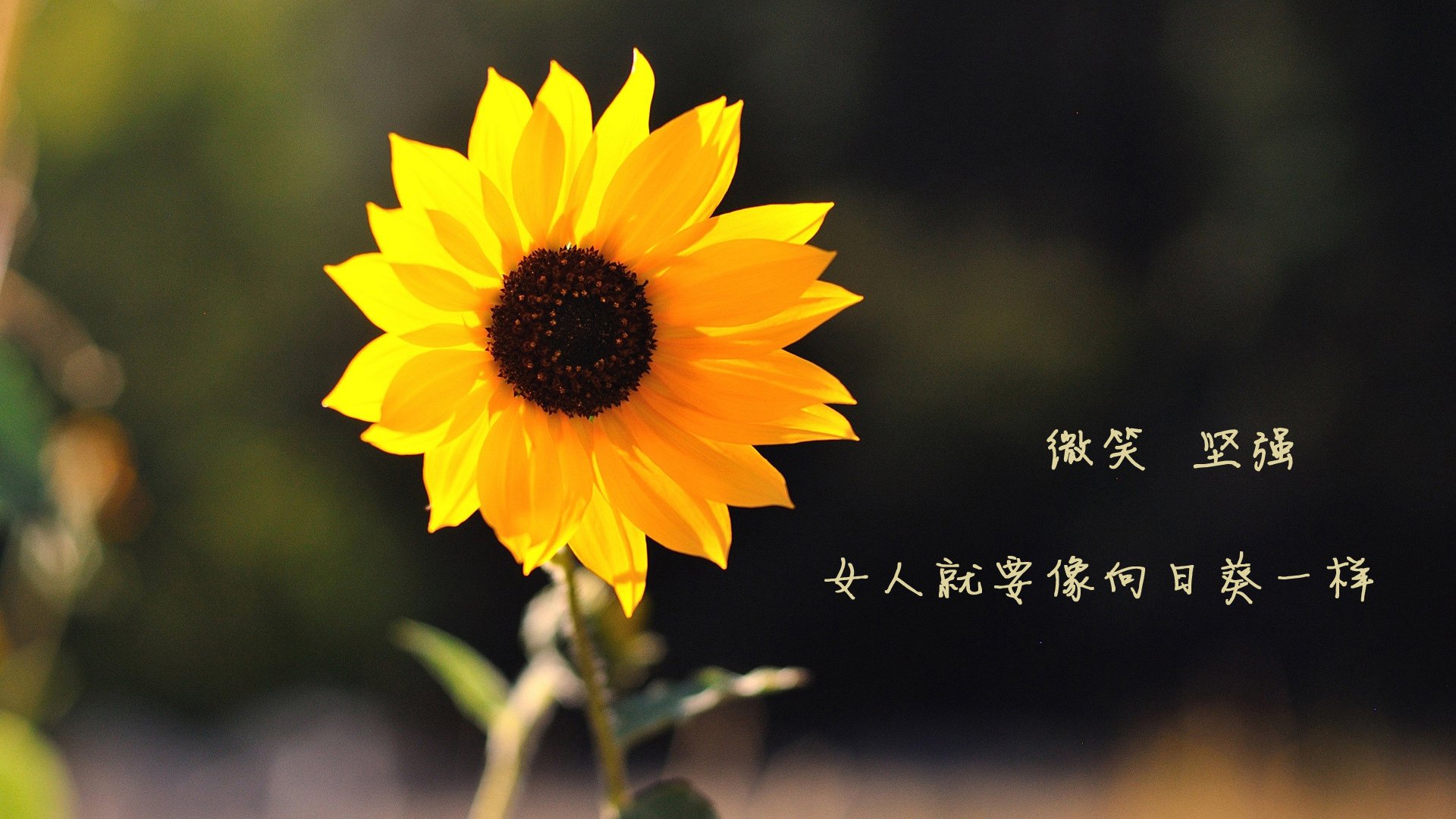 华人海外篮球协会推动中外青少年交流合作,海外篮球联赛