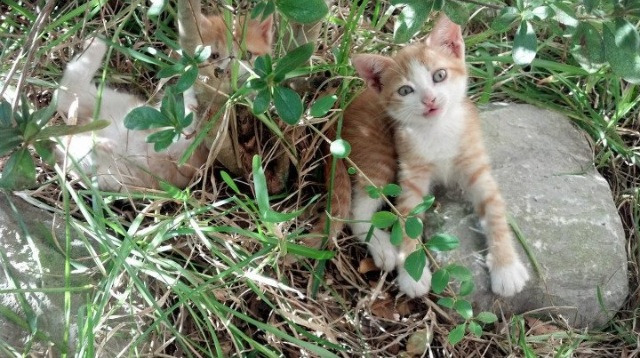 华夏篮球联盟与国际合作不断深化,提升赛事水平,华夏联盟创始人