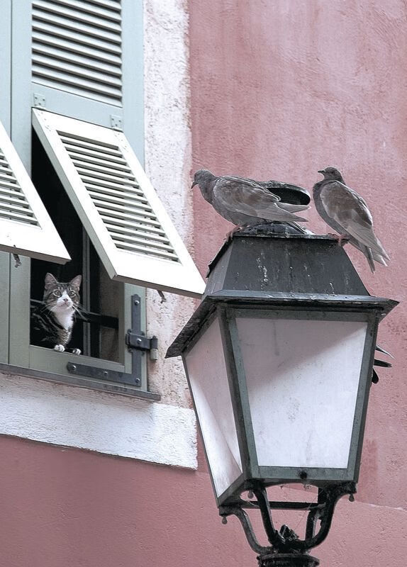 新晋教练的“秘密武器”：如何打造铁血团队，铁血教练经典台词