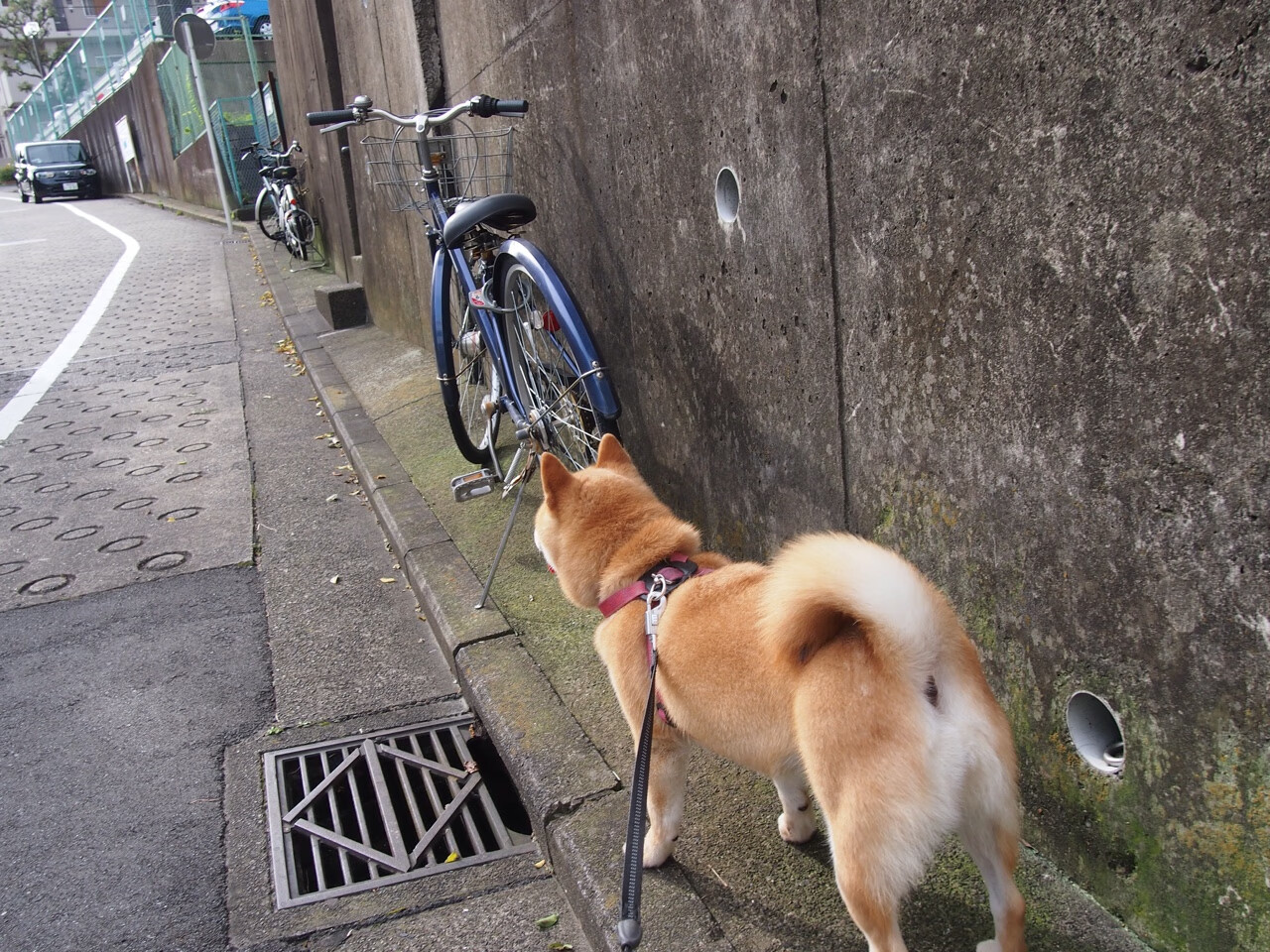 青训课程国际标准入制定,推动行业融合发展,青训体系是什么意思