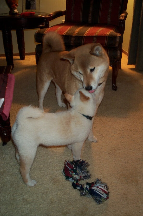 开云官方网页登录-RNG体能训练成果显著，rng训练时间