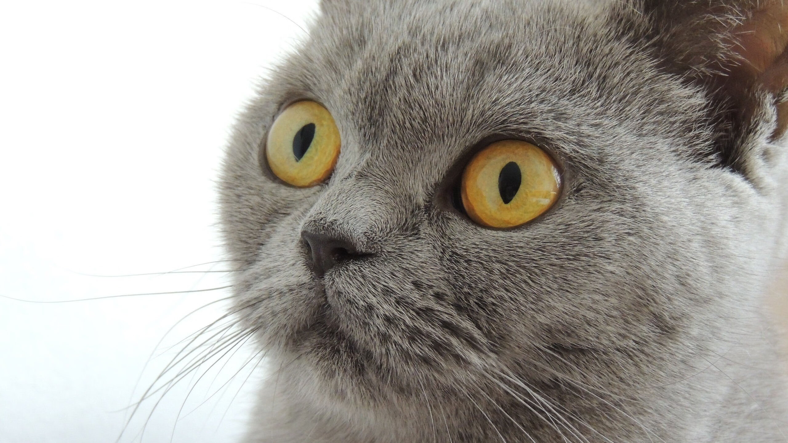 开云官网APP下载-丹麦主帅派出强大阵容，准备迎战土耳其，丹麦主帅流泪解释继续比赛决定 向丹麦全体队员致敬