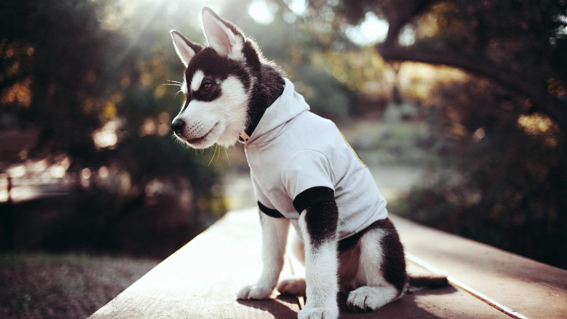 开云·体育全站登录地址-全球篮球比赛的比分紧咬，悬念重重，篮球比分是什么意思