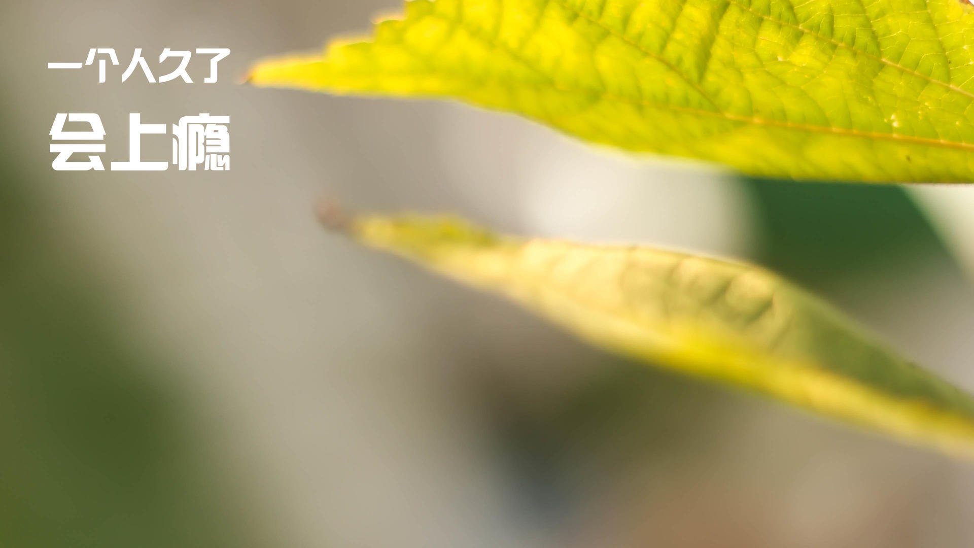 全球篮球比赛的精彩瞬间成为热议焦点,篮球比赛精彩瞬间视频