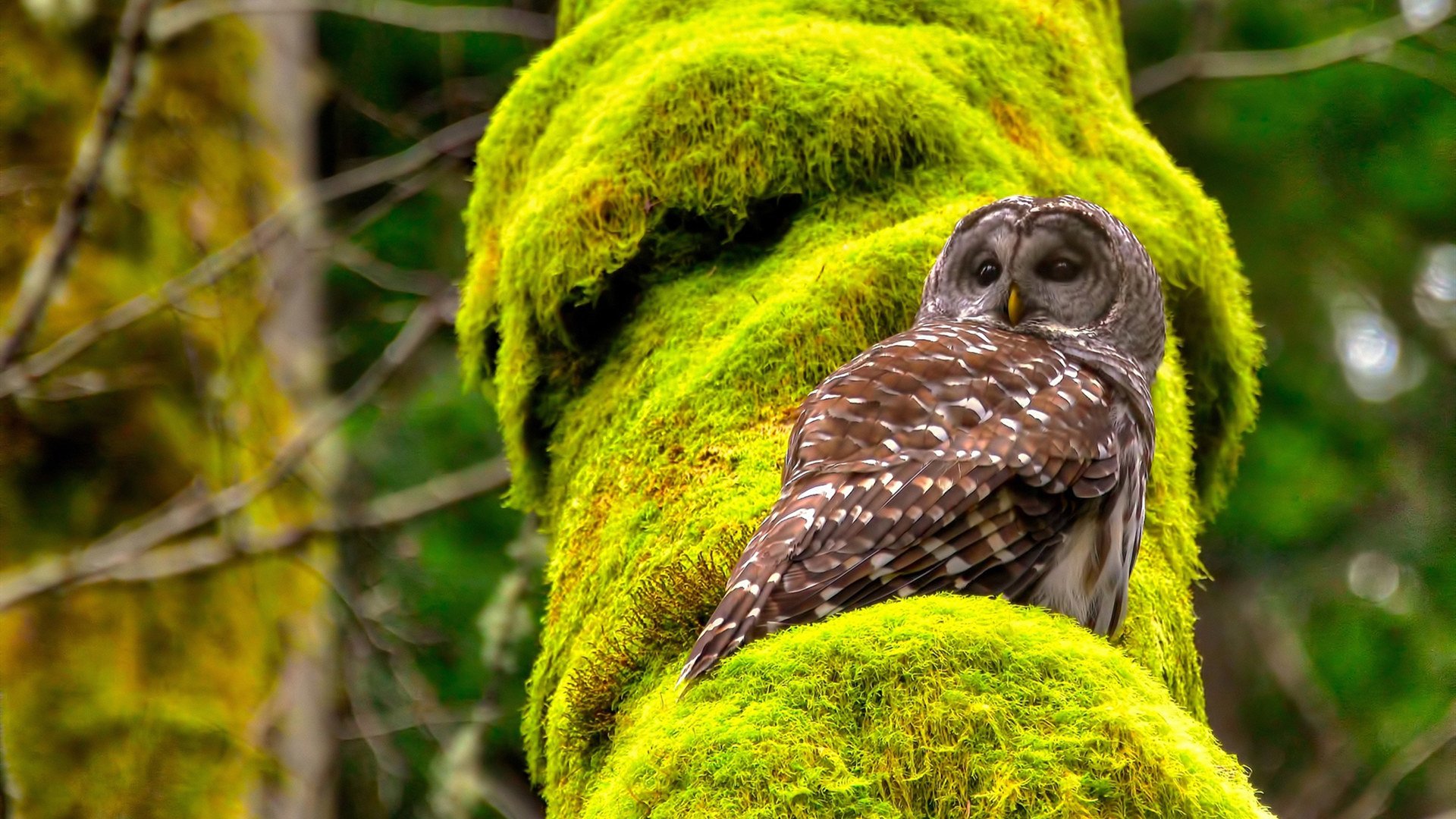 多特蒙德铁血誓师，欧冠之巅终将属于他们，多特蒙德有欧冠冠军吗