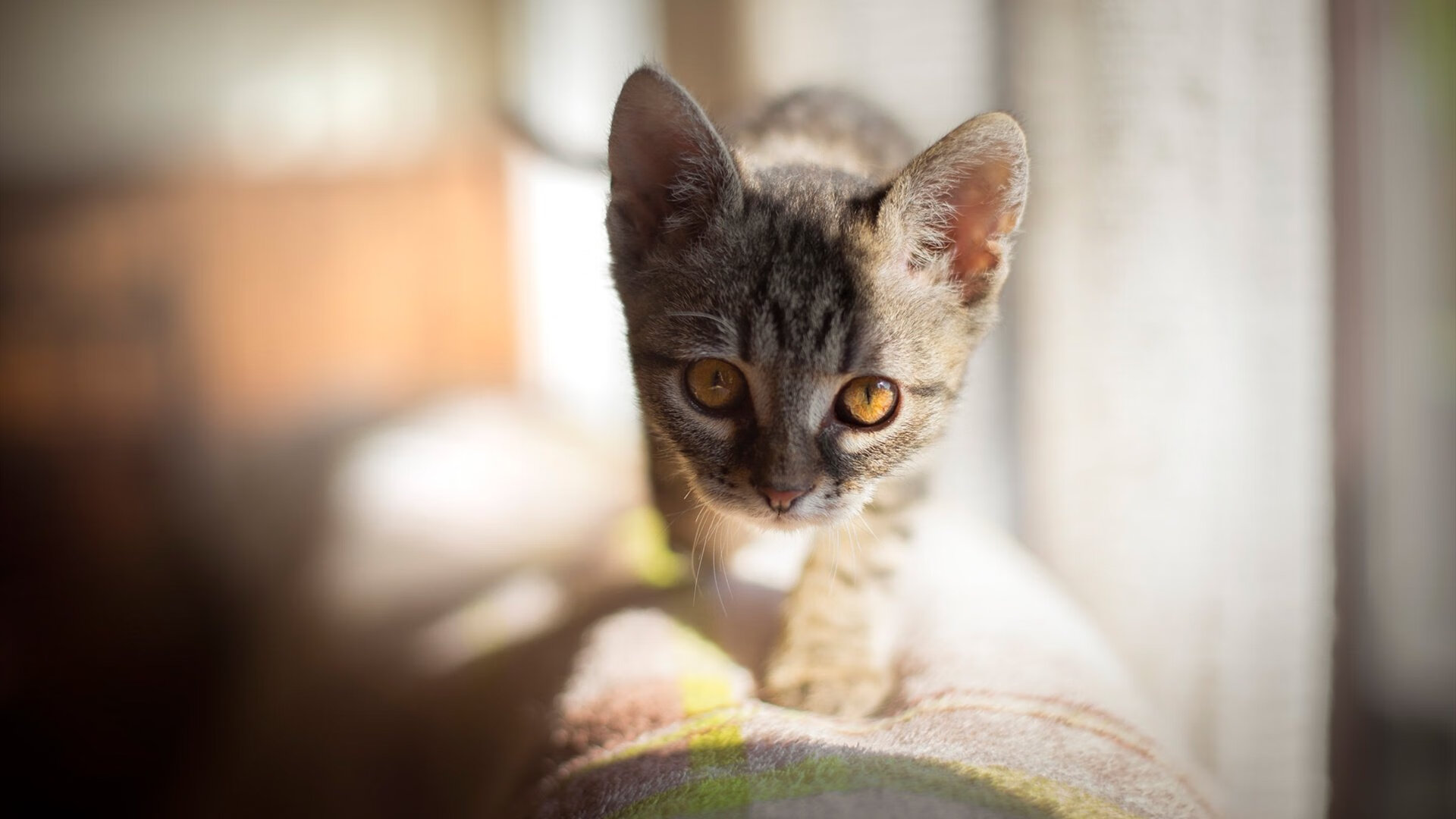 开云官方-多特蒙德青训球员表现抢眼，展现出色表现，多特蒙德的年轻球员