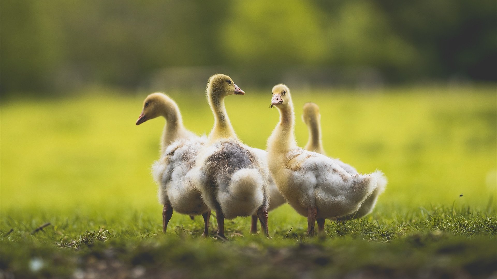 kaiyun网站-康宁汉姆三双活塞赢开拓者，康宁汉姆ncaa