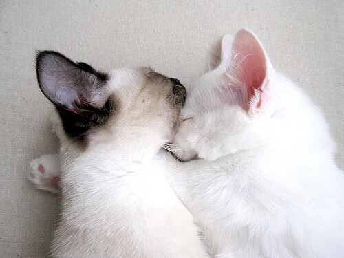 拜仁慕尼黑全取三分,稳坐小组头名,拜仁慕尼黑队名的含义