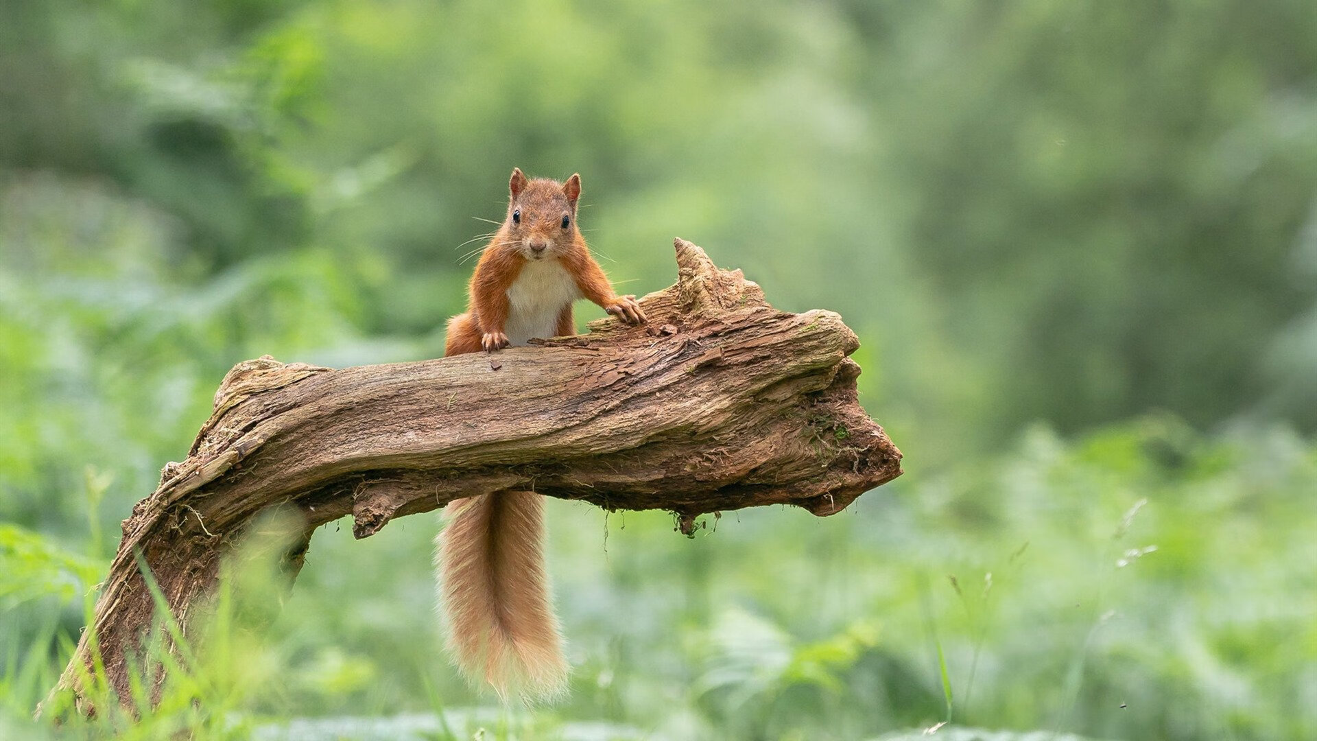 开云官方网页登录-瑞典队备战欧洲国家杯，球员表现出色，瑞典足球队欧洲杯