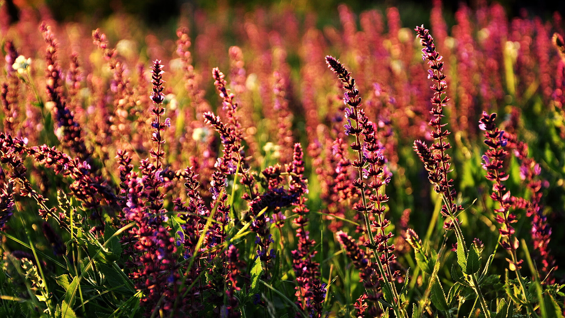 瑞典队备战欧洲国家杯,球员表现出色,瑞典阵容欧洲杯