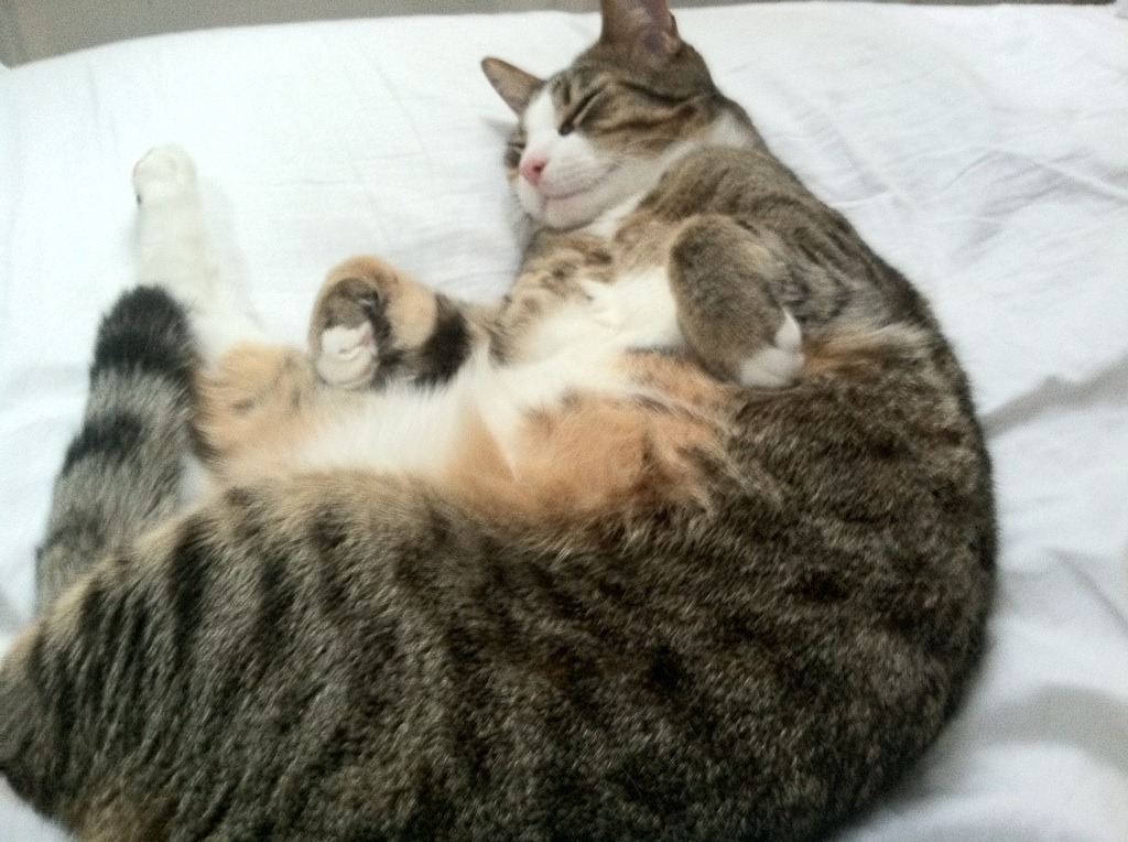 那不勒斯连胜势头强劲,那不勒斯的比赛