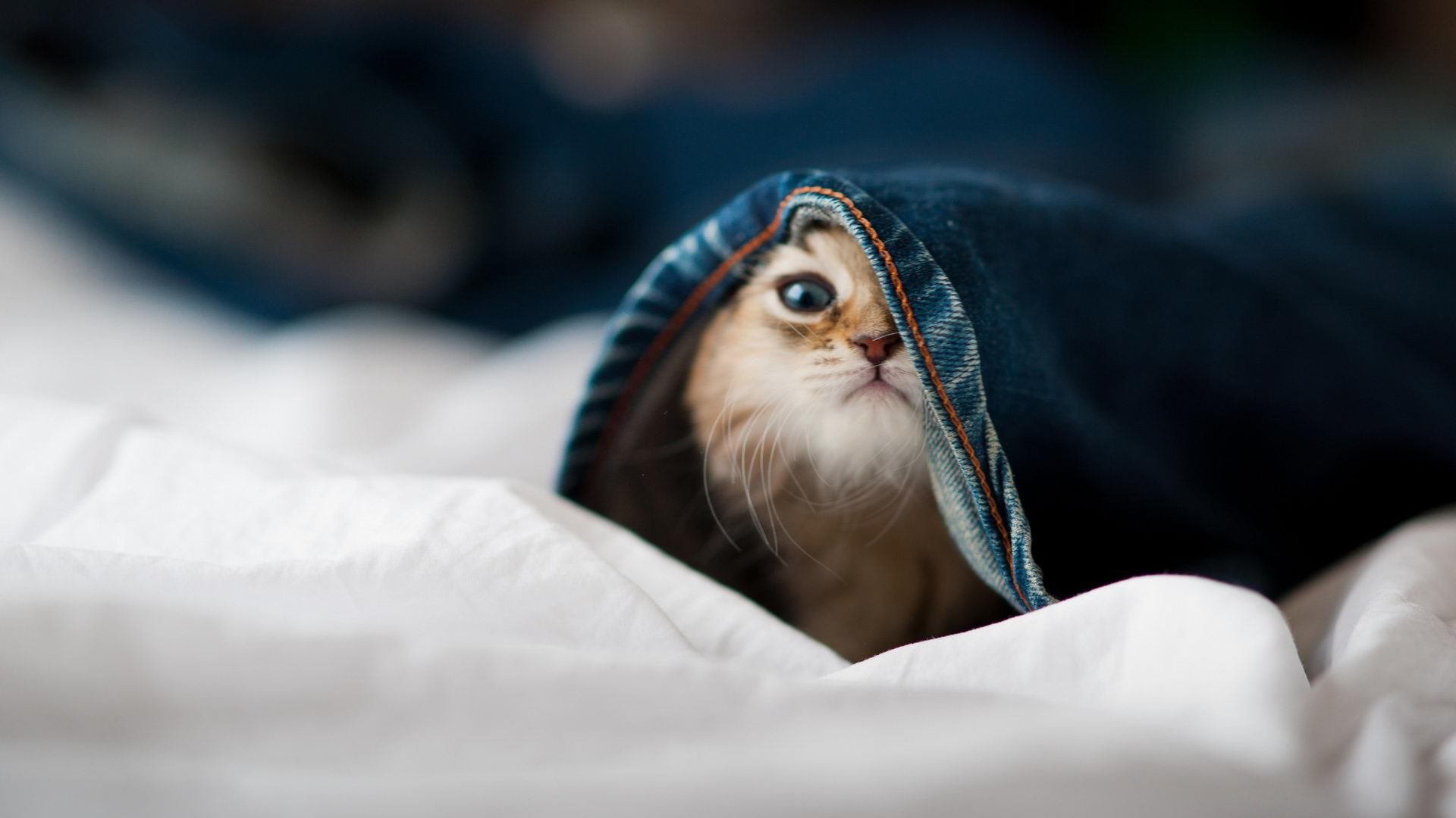 “热刺反击猛烈,阿仙奴防线挑战升级”