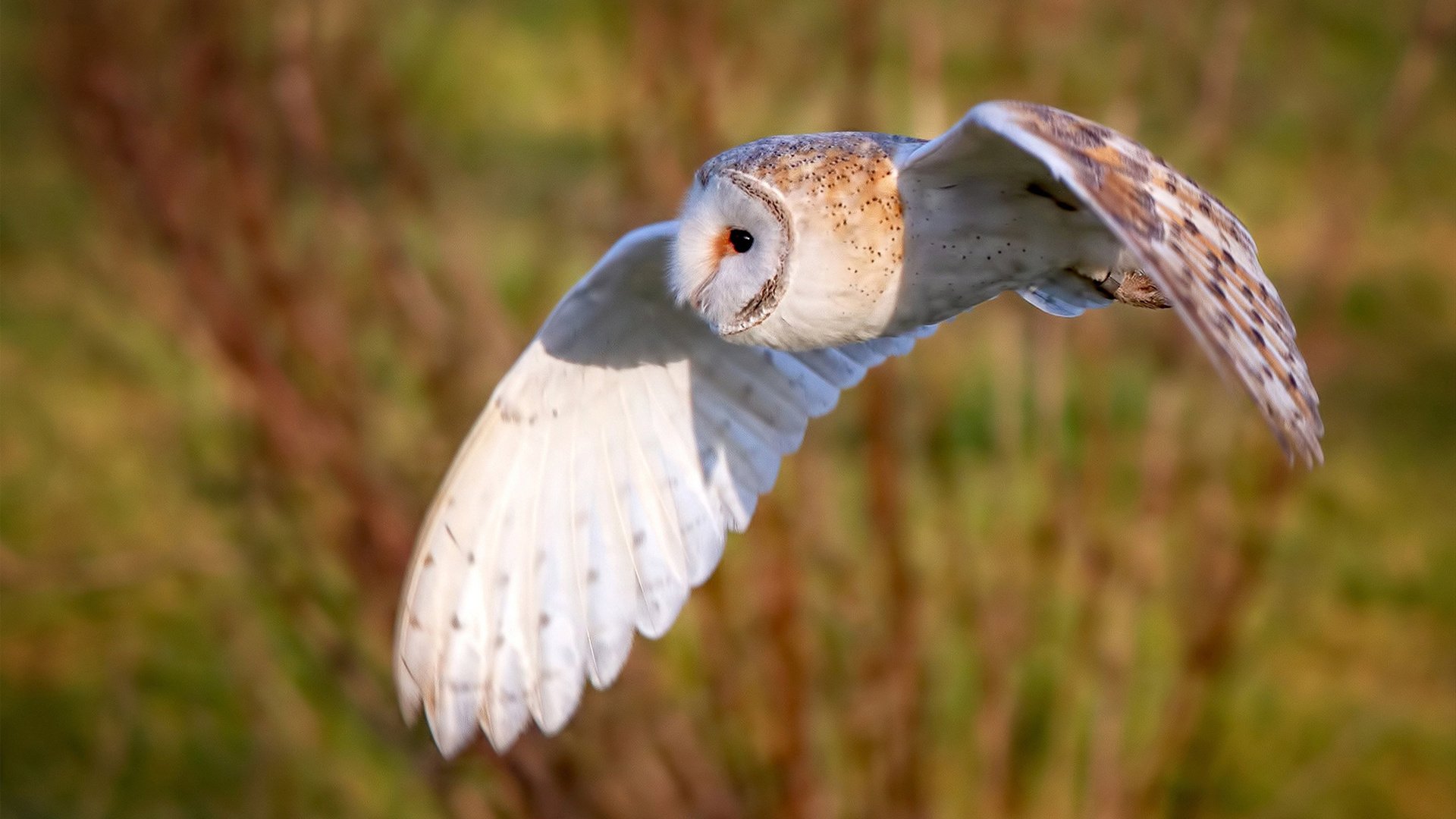 中国香港队赛制探讨:团体赛如何优化团队整体表现,香港队员