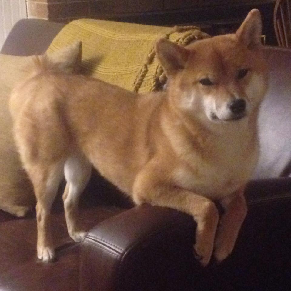 中超逆袭世界杯预选赛 历史回顾引热议，中超冠军参加世俱杯