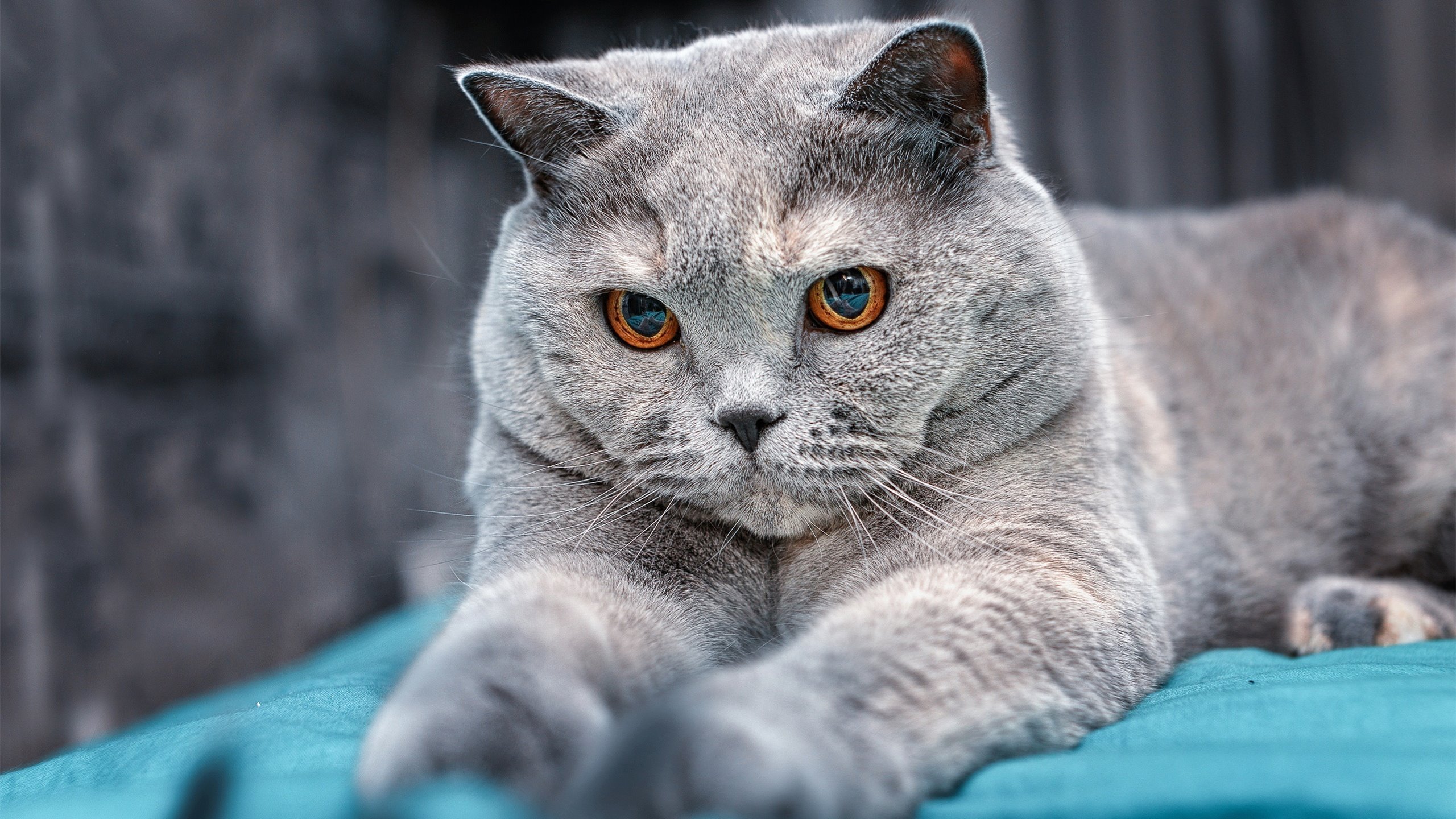 kaiyun中国官方网站-网球青少年培训项目启动仪式，网球青少年培训项目启动仪式视频