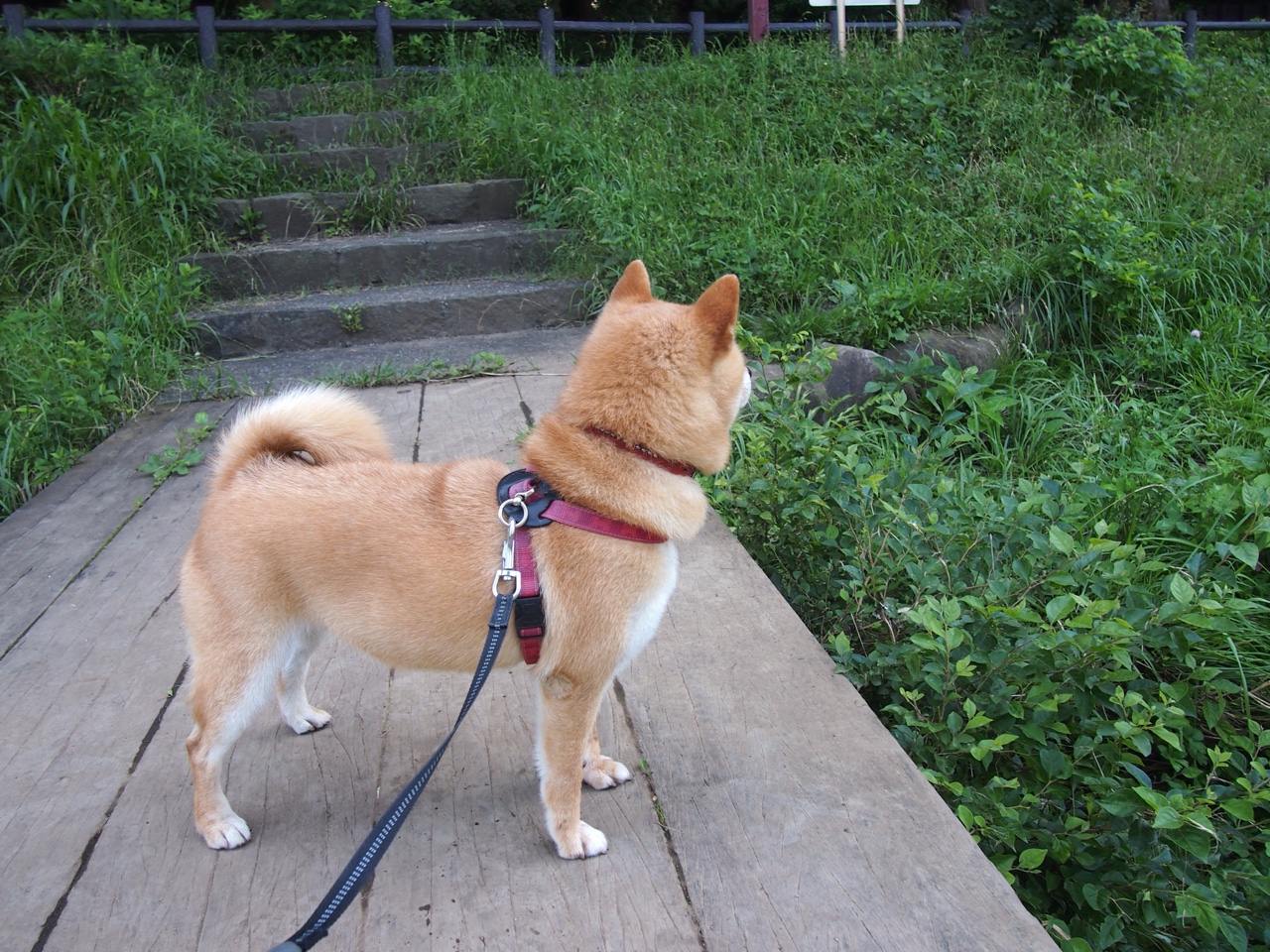 跳水动作完成度高瑞士获好评,瑞士3米板跳水运动员